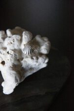 Silver Scallop Shell Petit - Image 2